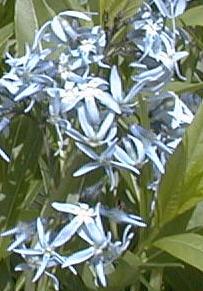 Beautiful blue hyacinth